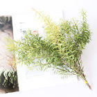 OEM 25 سانتی متر شاخه کوچک Melaleuca bracteata دسته گل خشک
