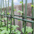 پایه پلاستیکی سبز 60 سانتی متری باغ فلزی برای حمایت از گیاهان